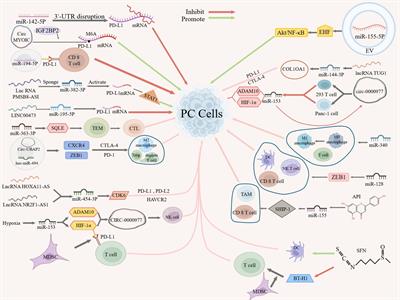 Deciphering the role of NcRNAs in Pancreatic Cancer immune evasion and drug resistance: a new perspective for targeted therapy